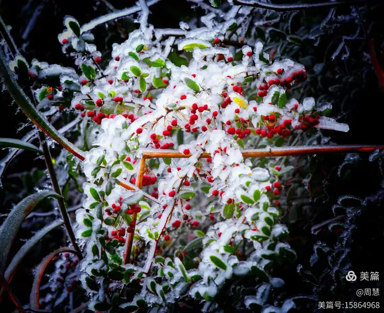 雪凝